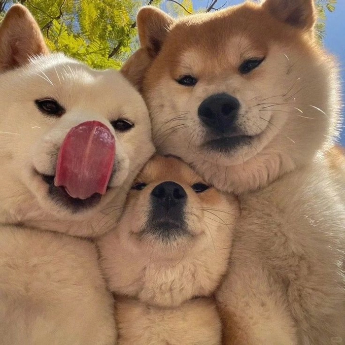 Meme chó cute đang chơi