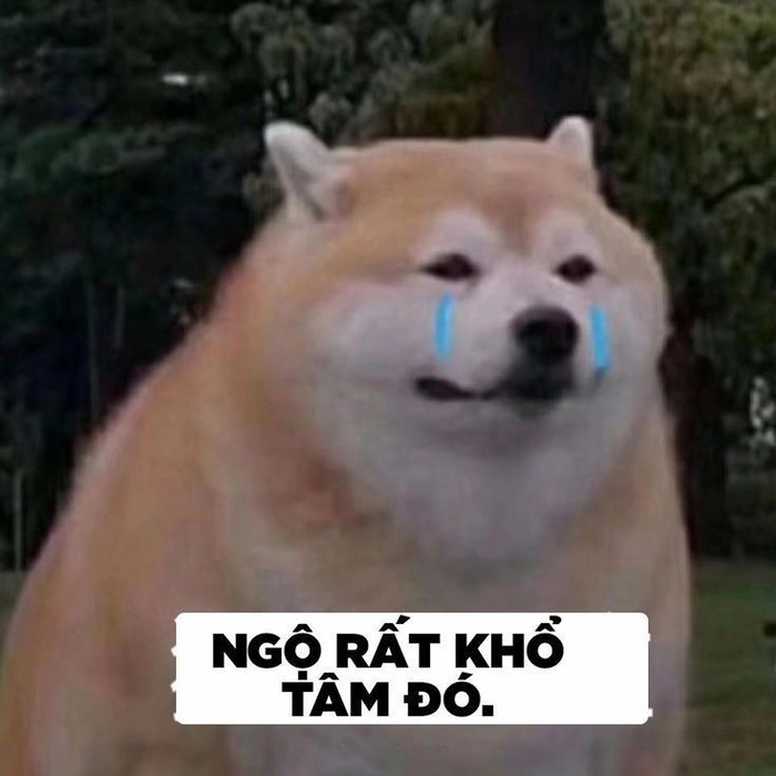 Meme chó cute đáng yêu