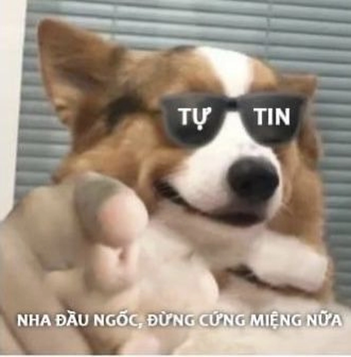 Meme chó cute đeo kính