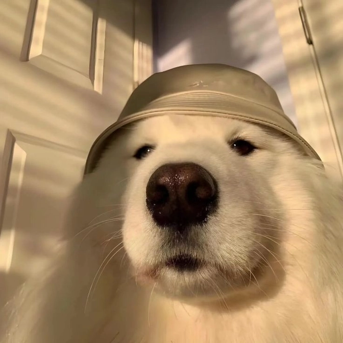 Meme chó cute đội nón