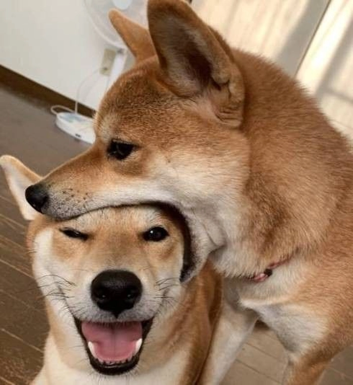 Meme chó cute giả ngầu