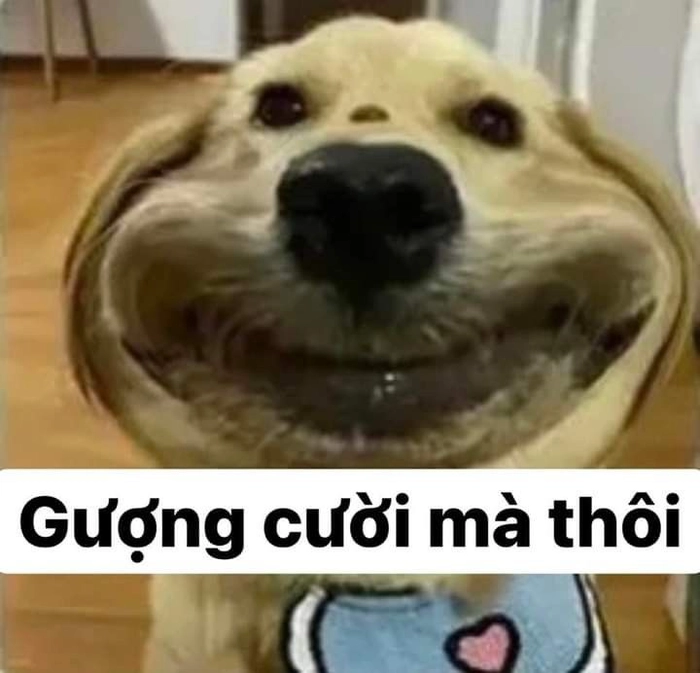 Meme chó cute gượng cười