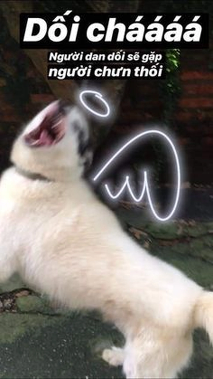 Meme chó cute hú hét
