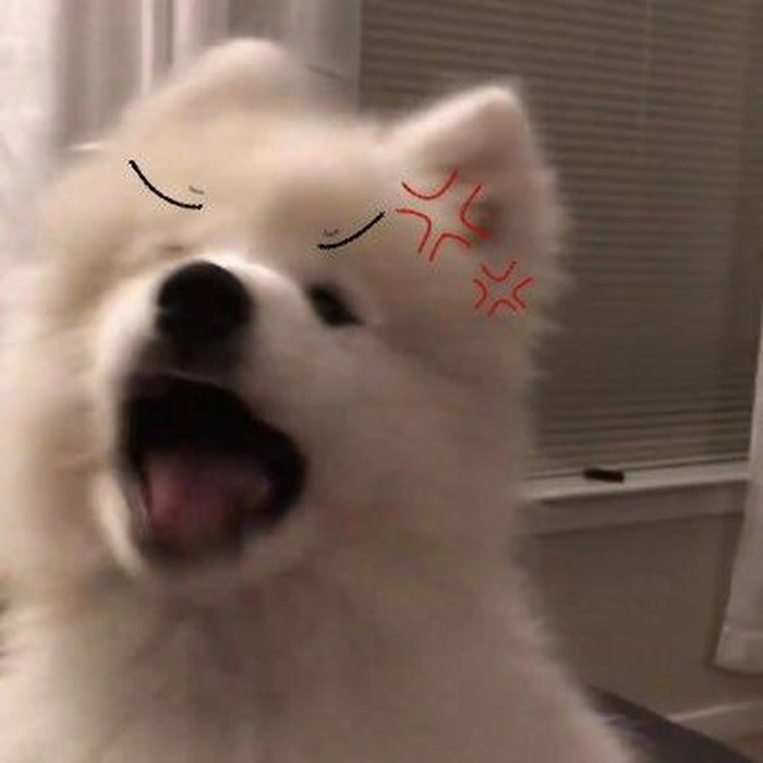 Meme chó cute lè lưỡi