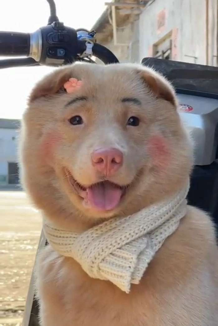 Meme chó cute mắt long lanh