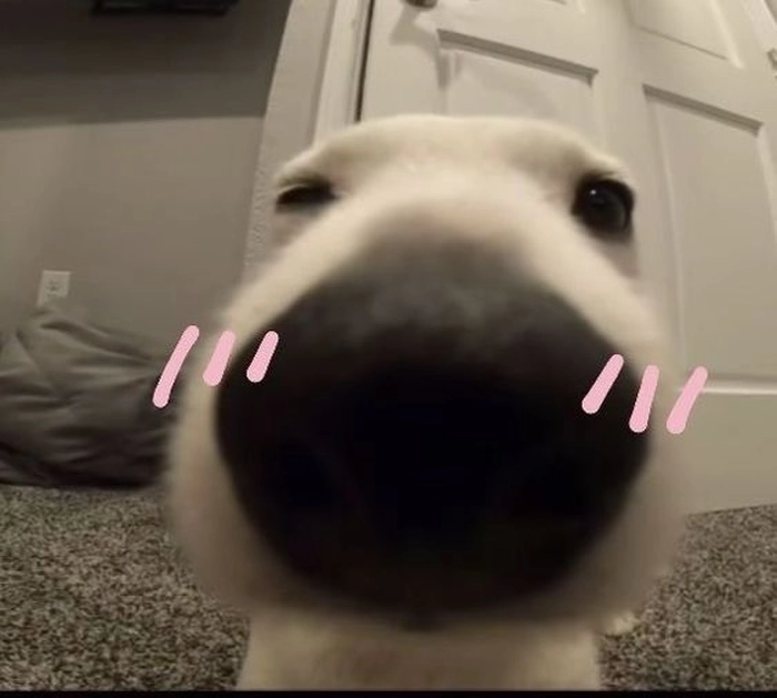 Meme chó cute ngại ngùng chế