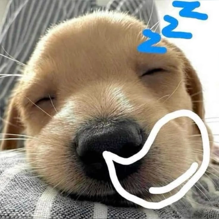 Meme chó cute ngủ gật