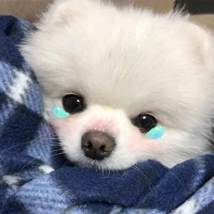 Meme chó cute quấn chăn