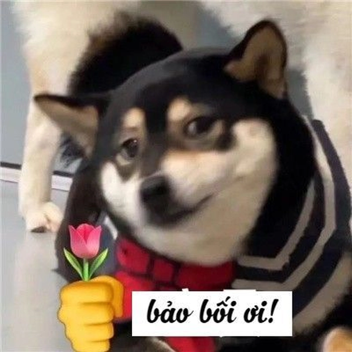 Meme chó cute tặng hoa