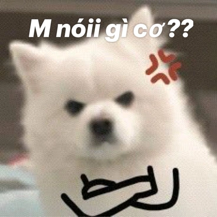 Meme chó cute tức giận