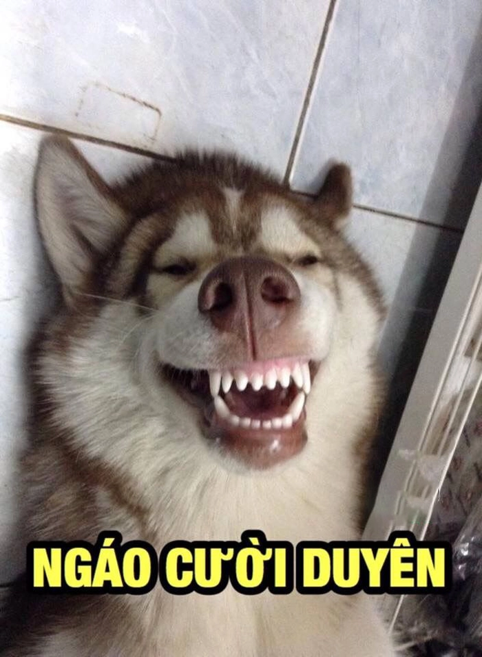 Meme chó cute vui vẻ
