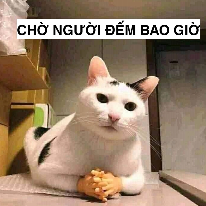 Meme chờ đợi đậm chất Internet