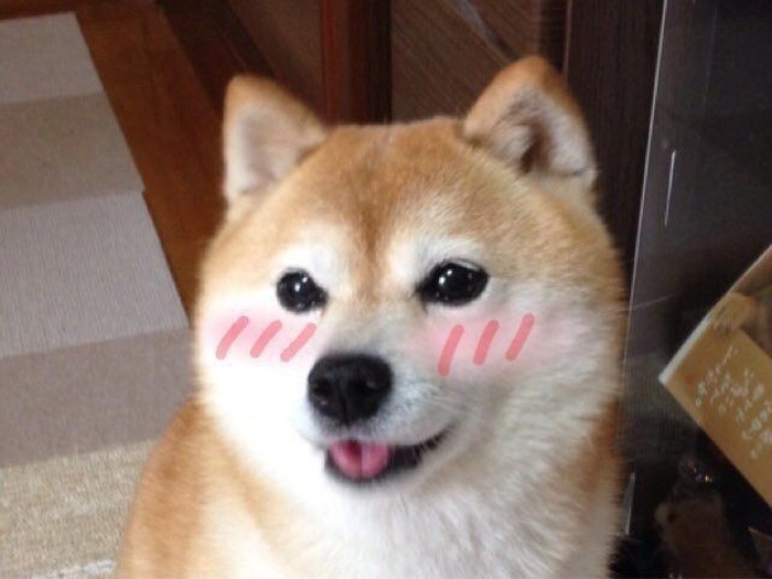 Meme chó má hồng cute