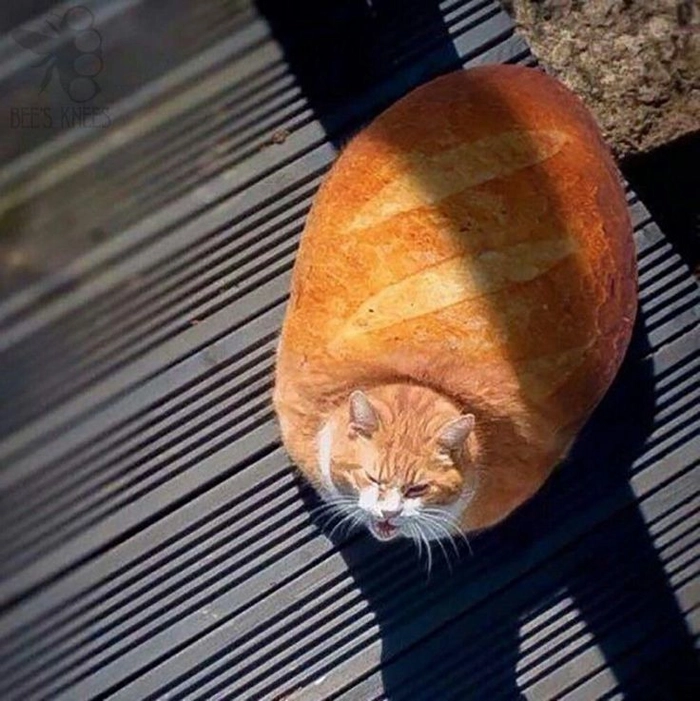Meme con mèo béo như cái bánh mì