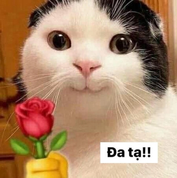 Meme con mèo cảm ơn cực vui