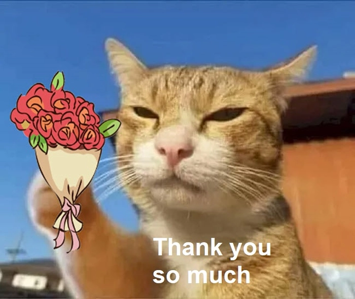 Meme con mèo cảm ơn hài hước