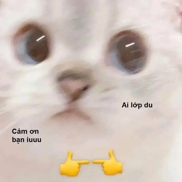 Meme con mèo cảm ơn kiểu ngáo