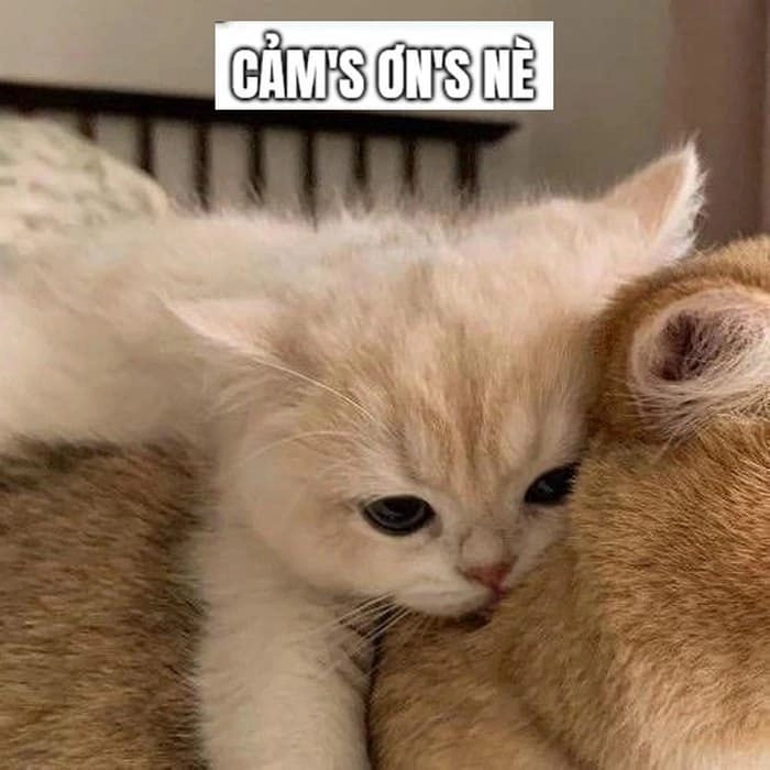 Meme con mèo cảm ơn meme trend