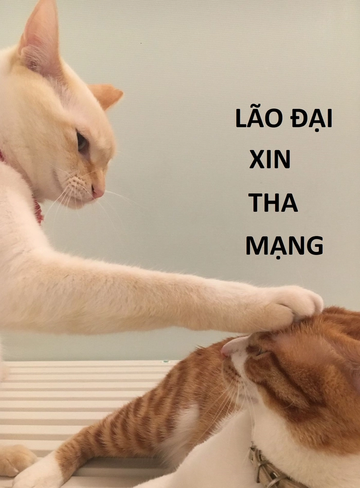 Meme con mèo cầu xin hài cực chất