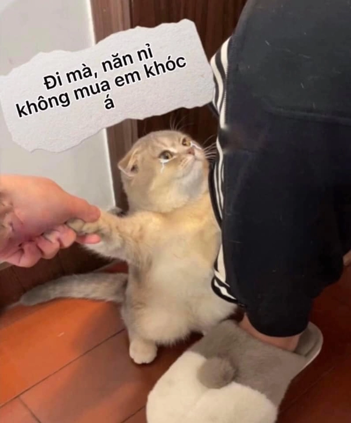 Meme con mèo cầu xin không nỡ từ chối