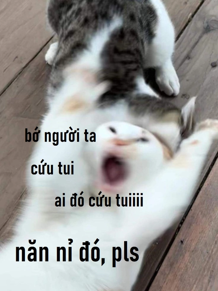 Meme con mèo cầu xin phản ứng lầy