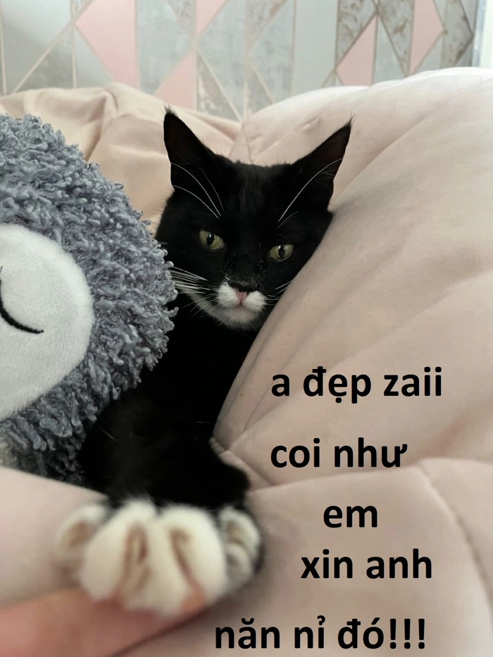 Meme con mèo cầu xin siêu đáng yêu