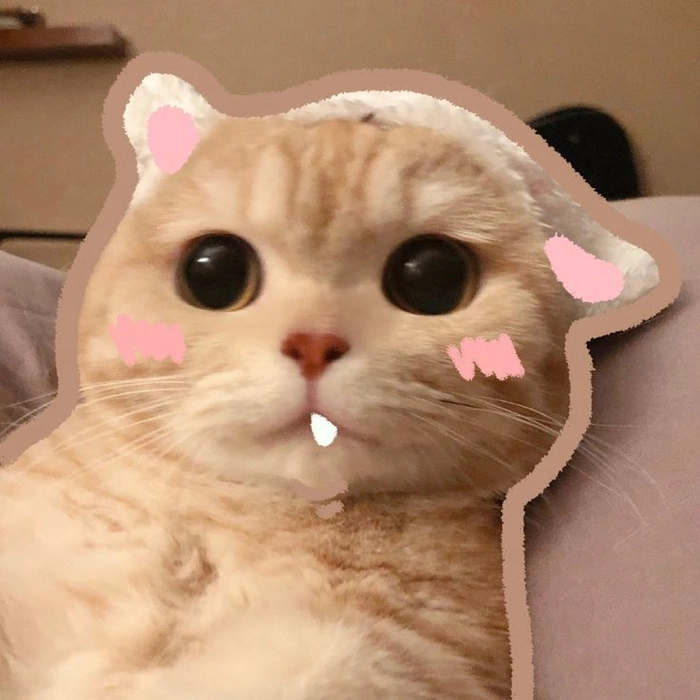 Meme con mèo cười ngại