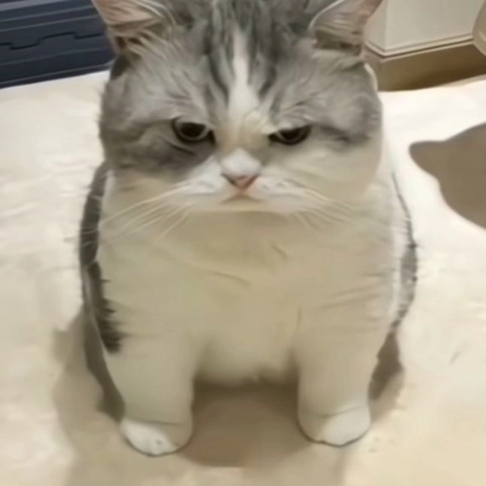 Meme con mèo cười nhếch mép cực chất