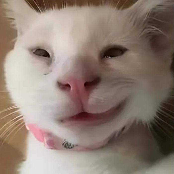 Meme con mèo cười nhếch mép siêu hài