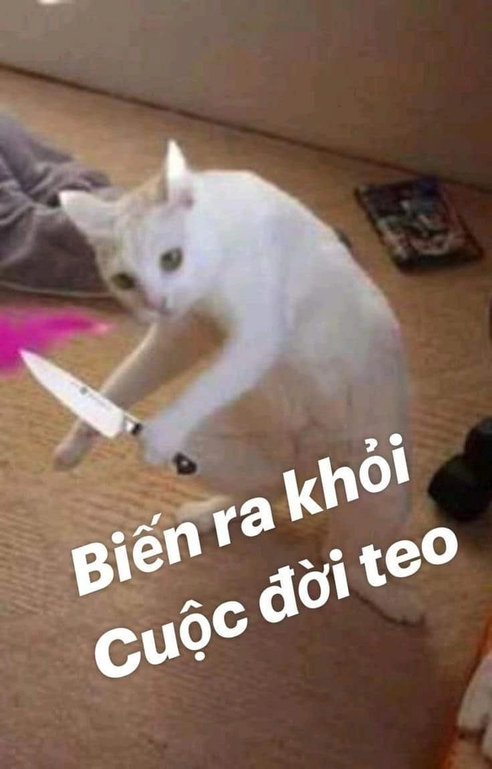 Meme con mèo đánh lộn