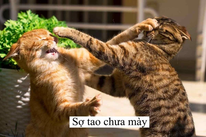 Meme con mèo đánh nhau