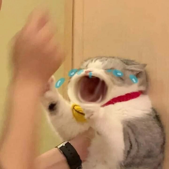 Meme con mèo há miệng