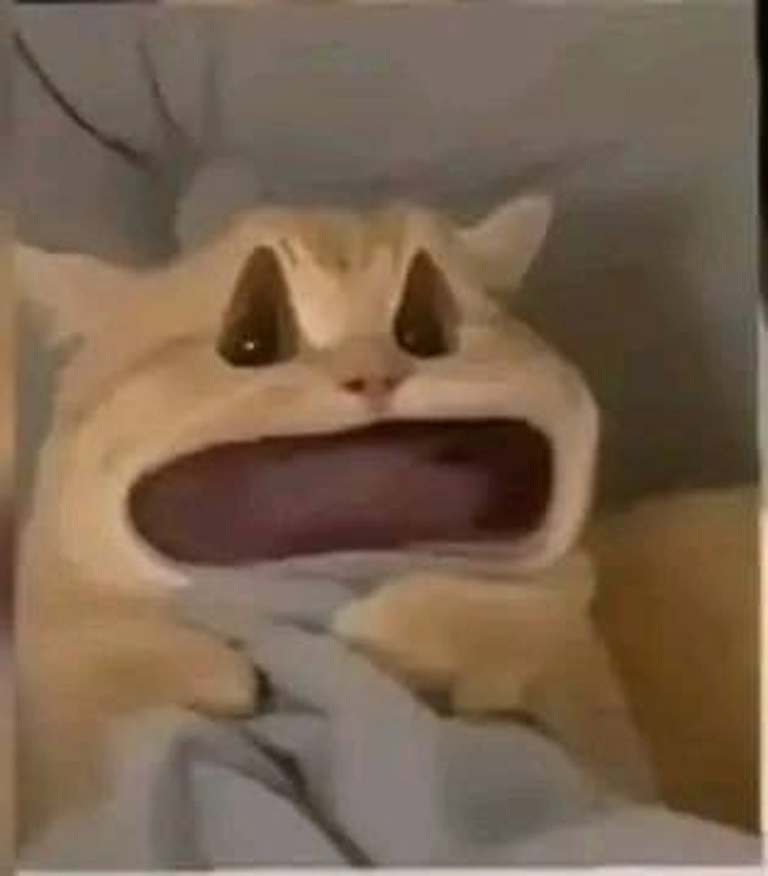 Meme con mèo há mồm