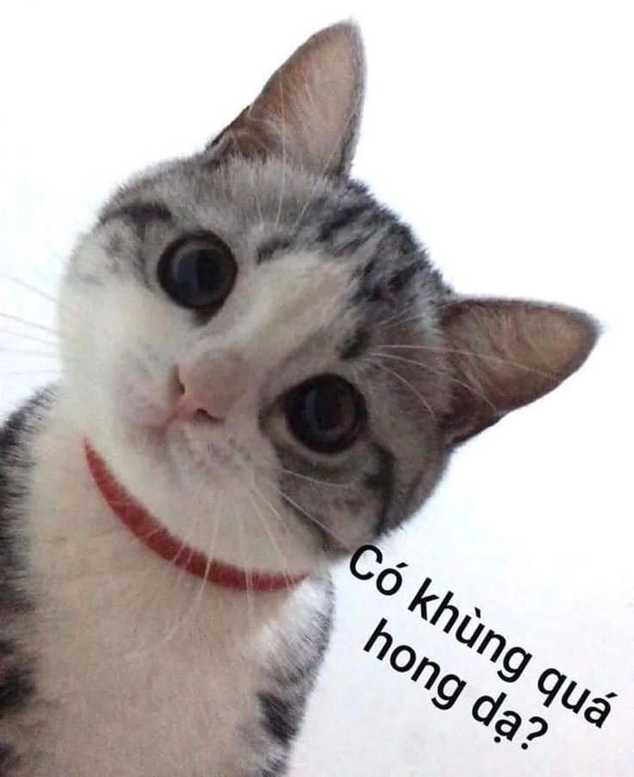 Meme con mèo hài bựa
