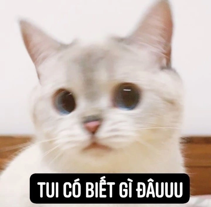 Meme con mèo hài có tâm