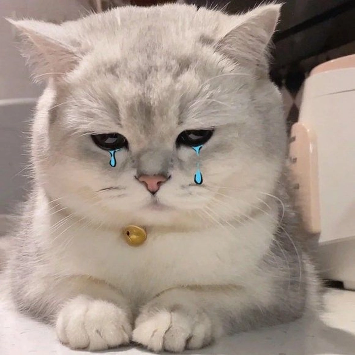 Meme con mèo hài dễ thương