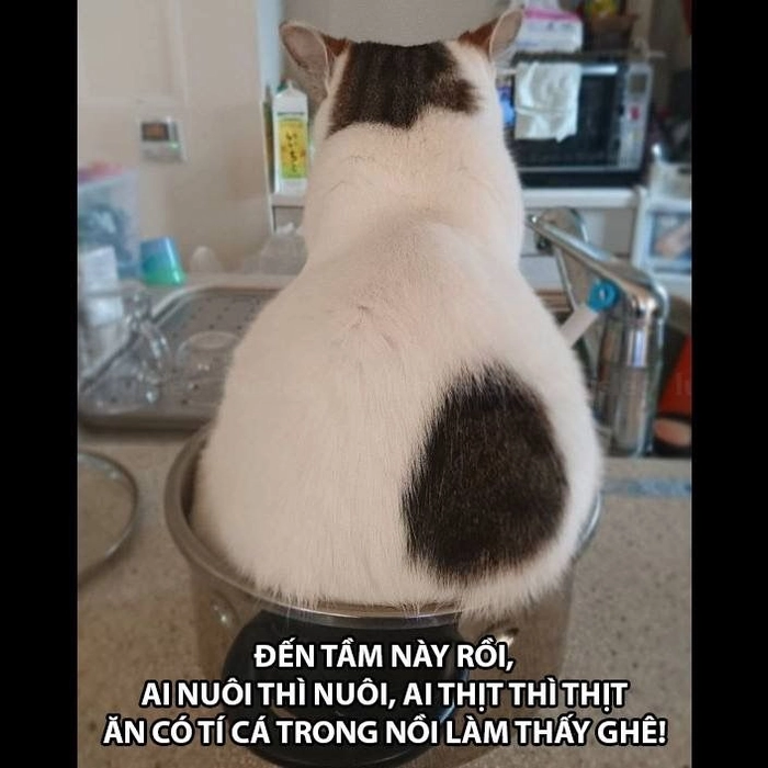 Meme con mèo hài lầy bá cháy