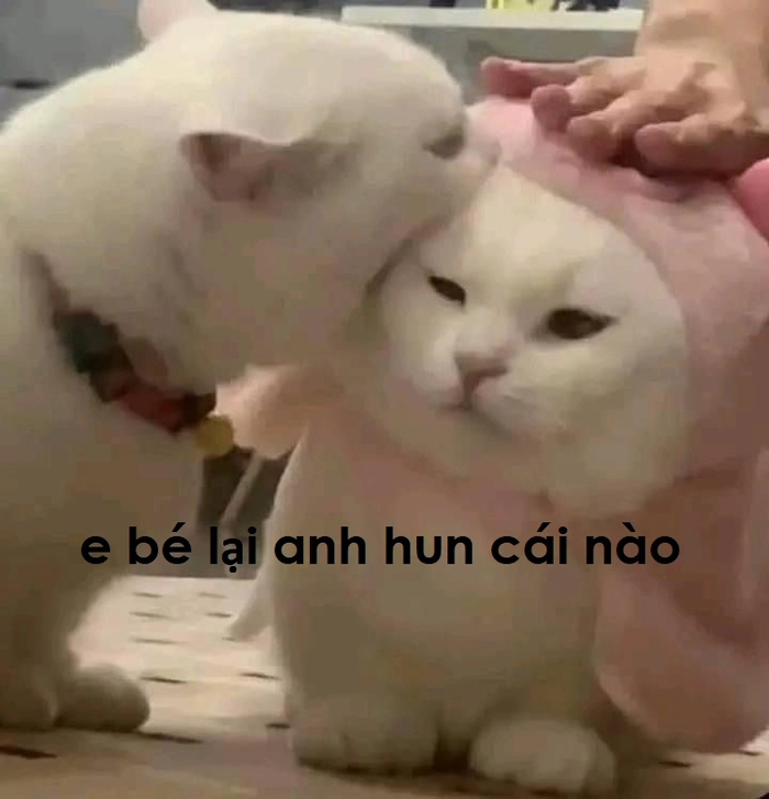 Meme con mèo hôn má