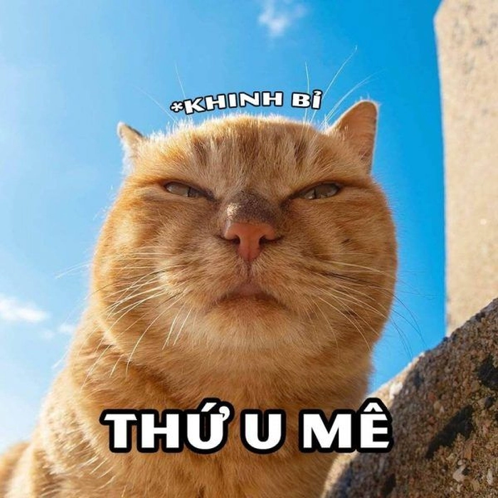 Meme con mèo khinh bỉ