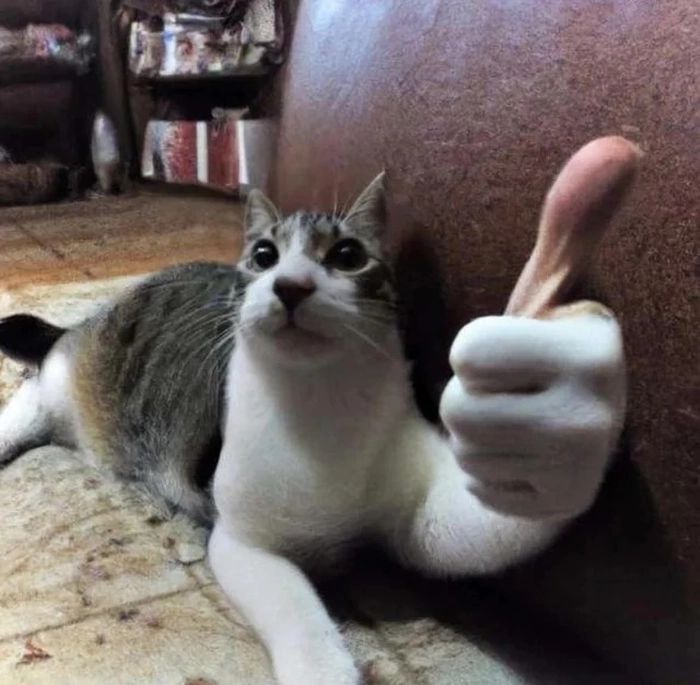 Meme con mèo khóc like bất lực