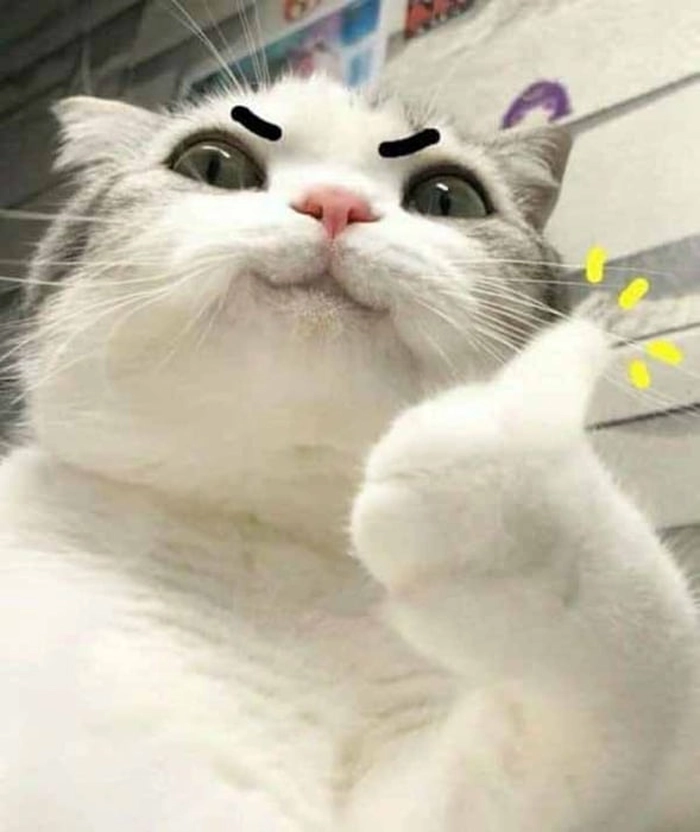 Meme con mèo khóc like buồn cười