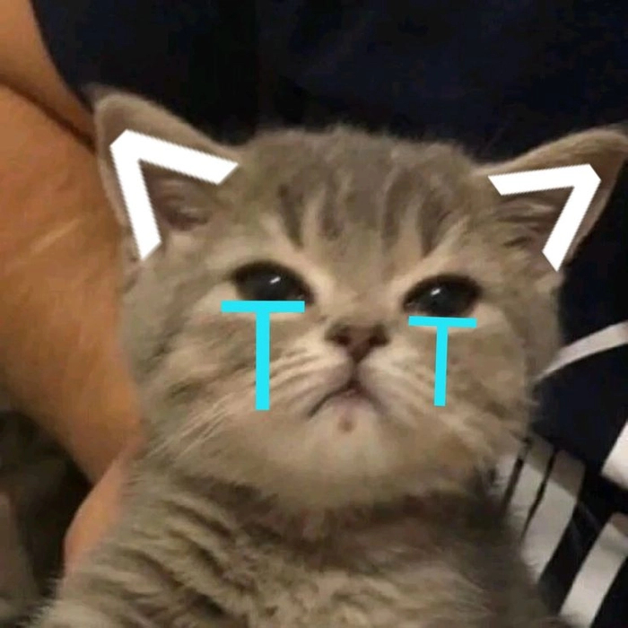 Meme con mèo khóc like