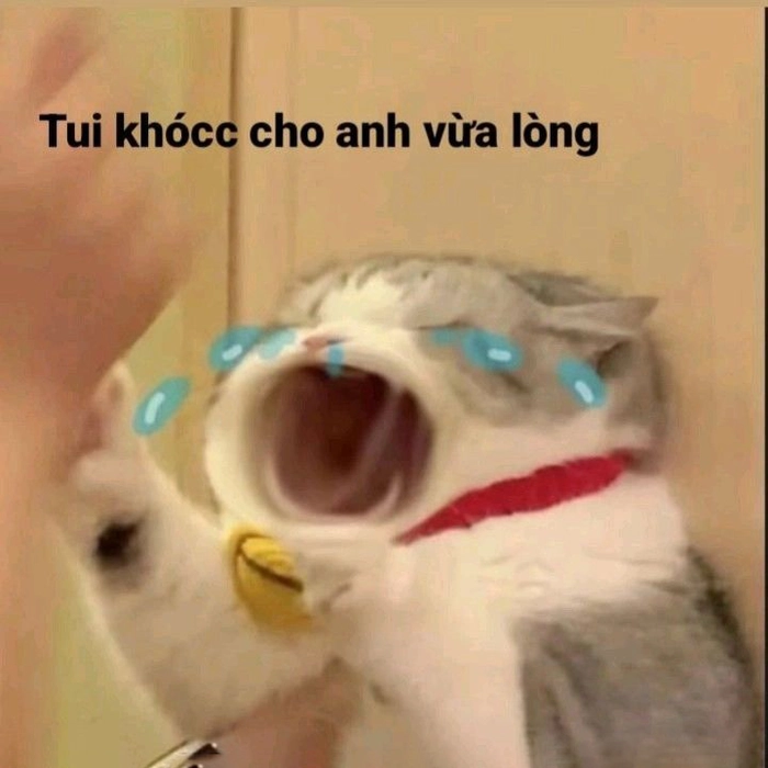 Meme con mèo khóc thét