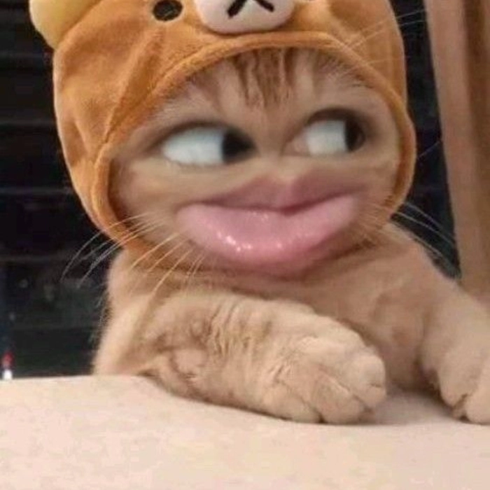 Meme con mèo liếc vui nhộn