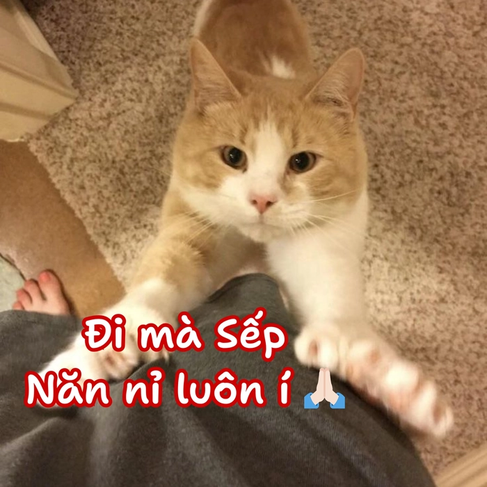 Meme con mèo năn nỉ chân thành