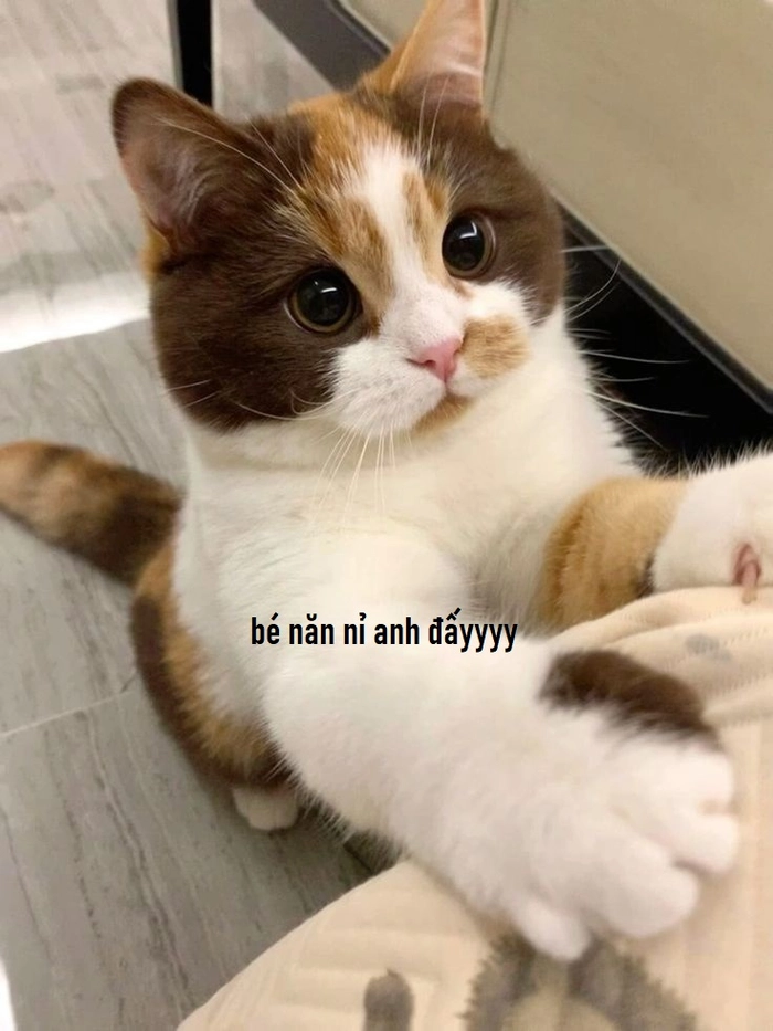 Meme con mèo năn nỉ gây cười