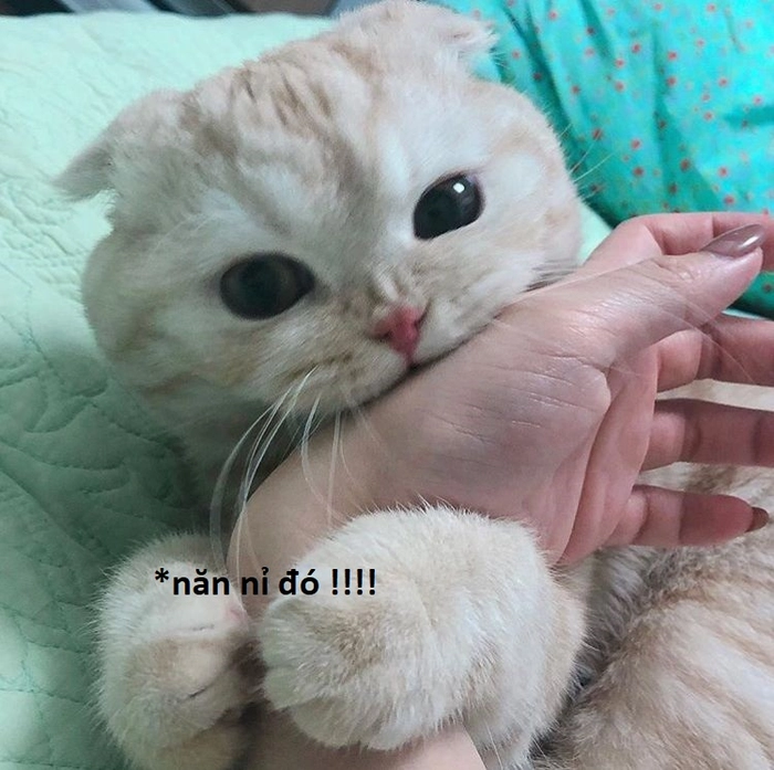 Meme con mèo năn nỉ hài hước