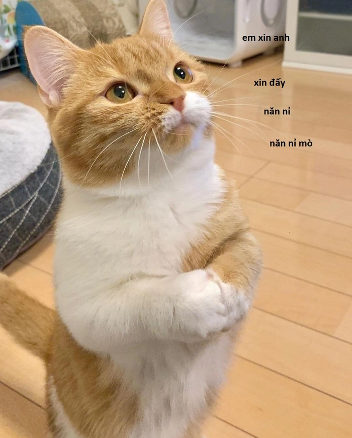 Meme con mèo năn nỉ vì đói