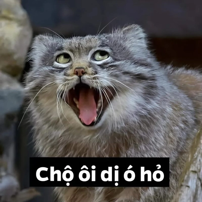 Meme con mèo ngạc nhiên