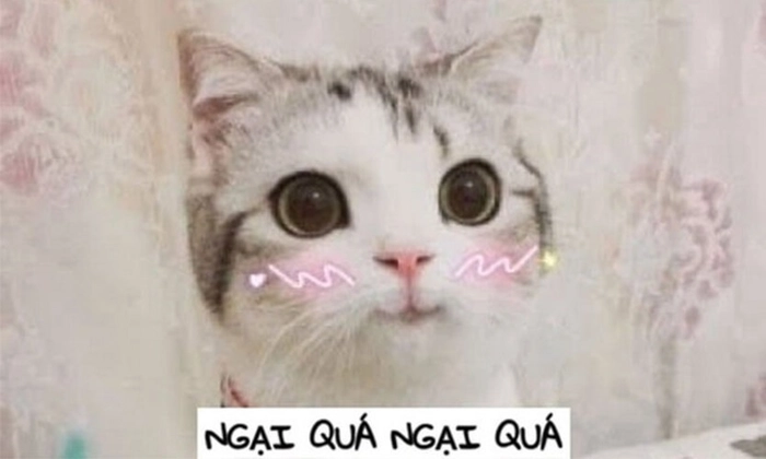 Meme con mèo ngại ngùng